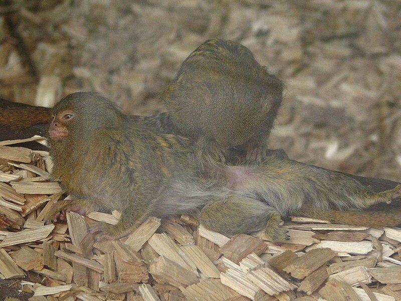 File:Callithrix.pygmaea-05-ZOO.Dvur.Kralove.jpg