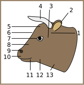 Cow anatomic drawing.