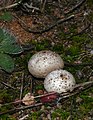 Žeminis vertinis Tulostoma brumale