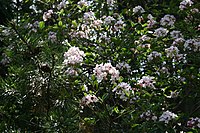 Viburnum × burkwoodii