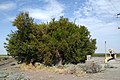 wikimedia_commons=File:Buttonwillow tree in Buttonwillow, California.jpg