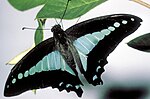 Thumbnail for File:CSIRO ScienceImage 2665 Blue Triangle Butterfly.jpg