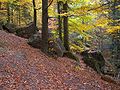 Rocks in Kamień Michniowski preserve