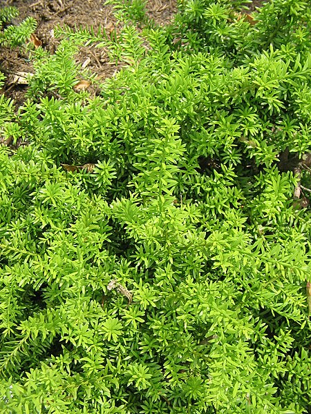 File:Podocarpus nivalis02.jpg