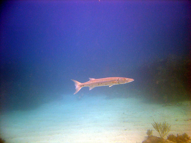 File:Barracuda on Molasses Reef (2351592173).jpg