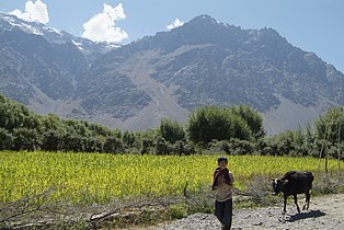 Farming in Suru Valley