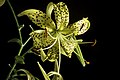 Lilium lancifolium var. flaviflorum