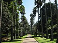 Jardin botanique de Peradeniya