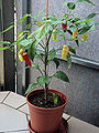 Capsicum baccatum