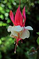 Fuchsia 'Hula Girl'.