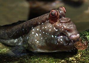 Mudskipper (Periophthalmus sp.)