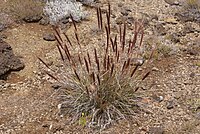 Pennisetum caffrum