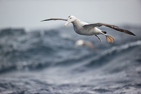 Wandering Albatross- east of the Tasman Peninsula