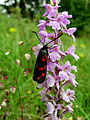 Zygaena filipendulae with Gymnadenia conopsea