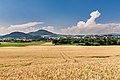 English: Rye field at Virunum Deutsch: Roggenfeld in Virunum