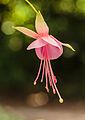 Fuchsia 'Albertina'.