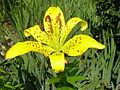 Lilium lancifolium yellow form