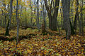 Autumn in forest