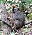  Eulemur rufus, Madagascar