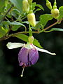 Fuchsia 'Blue Mirage'.