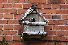 Kohlmeise mit Made vor Nest