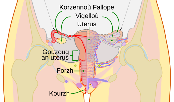 File:Scheme female reproductive system-br.svg