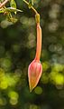 Fuchsia 'Martin Beije'.