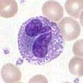 Eosinophil