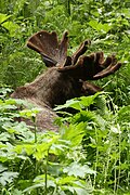 Eagle River Nature Center