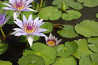 Nymphaea colorata