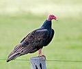 Deutsch: Neuweltgeier English: New World vulture family Cathartidae (cat.)