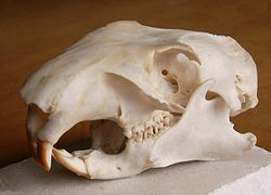 Skull of a marmot