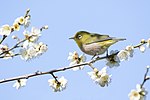 Thumbnail for File:Japanese white-eye in Sakai, Osaka, February 2016.jpg