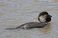 Musk Duck(Biziura lobata) male