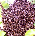 Bee swarm