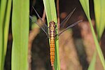 Thumbnail for File:Brown-backed red marsh hawk (Orthetrum chrysis) female Eravikulam.jpg