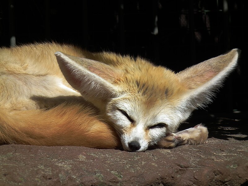 File:Dösender Fennek Zoo Landau.JPG