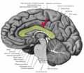 1800s diagram based on corpus callosum