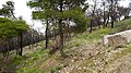 Burnt Area of Suburban Forest Agios Theoklitos