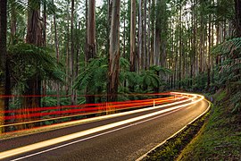 Black Spur, Yarra Ranges NP, Vic, Australia - Diliff