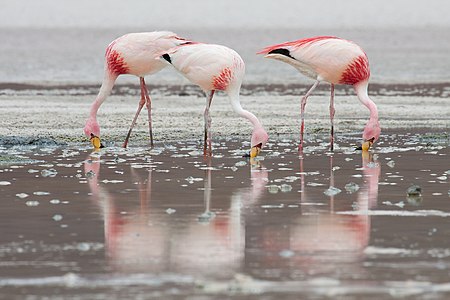 Phoenicoparrus jamesi (James's Flamingoes)