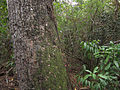 Trunk of old tree; Everglades NP, Florida