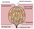 Deutsch: Schematische Darstellung einer Geschmacksknospe English: Schematic drawing of a taste bud