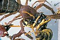 Gluvia dorsalis, devouring a wasp (Polistes sp.)