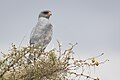 Serengeti NP, Tanzania