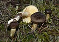 Šalninė guotė Hygrophorus hypothejus