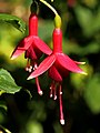 Fuchsia 'Flash'.