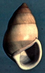 Thumbnail for File:Amphidromus perversus butoti shell.png