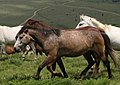 Albanian horse (cat)