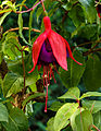 Fuchsia 'Jubie-Lin'.